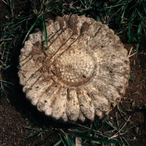 Tina Hidromasaje Océano